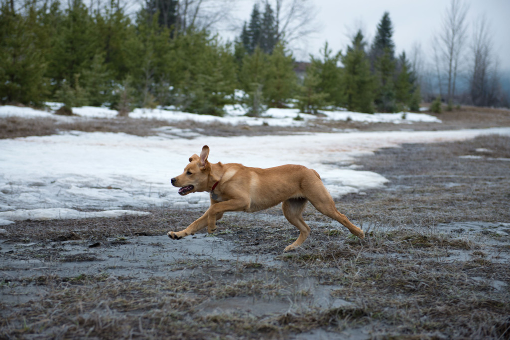Dog at Moores Meadow Prince George BC